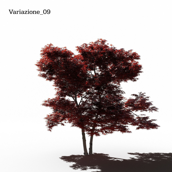 Japanese Maple Dissectum - Animated