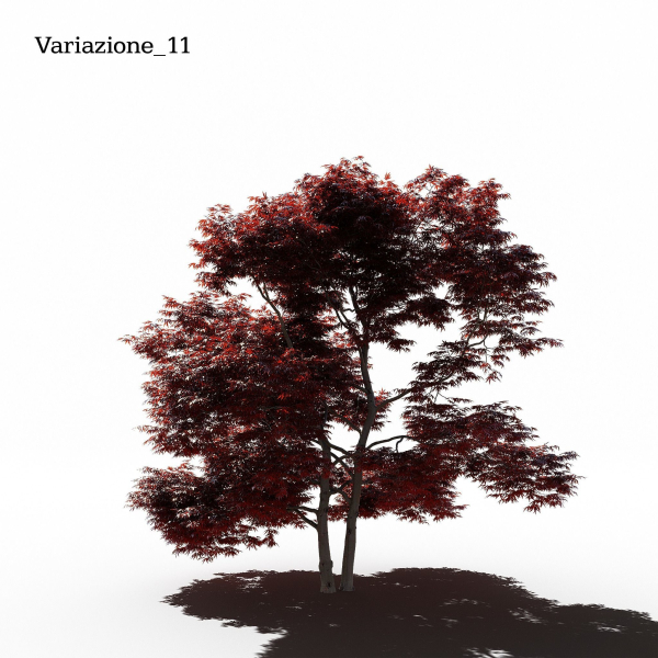 Japanese Maple Dissectum - Animated