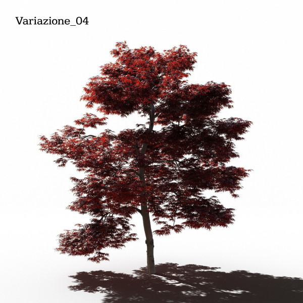 Japanese Maple Dissectum - Animated