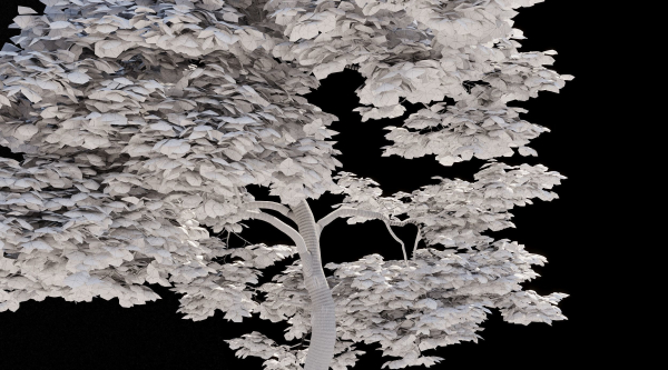 Japanese Maple Dissectum - Animated