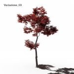 Japanese Maple Dissectum - Animated