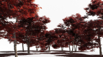 Japanese Maple Dissectum - Animated