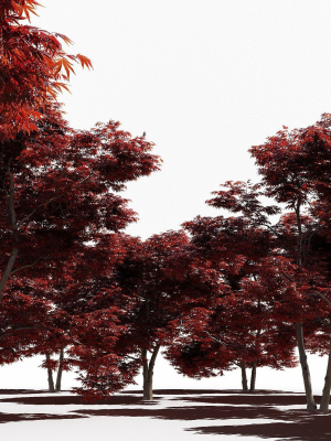 Japanese Maple Dissectum - Animated
