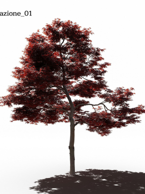 japanese-maple-dissectum-animated-3d-model-90f5178b2e