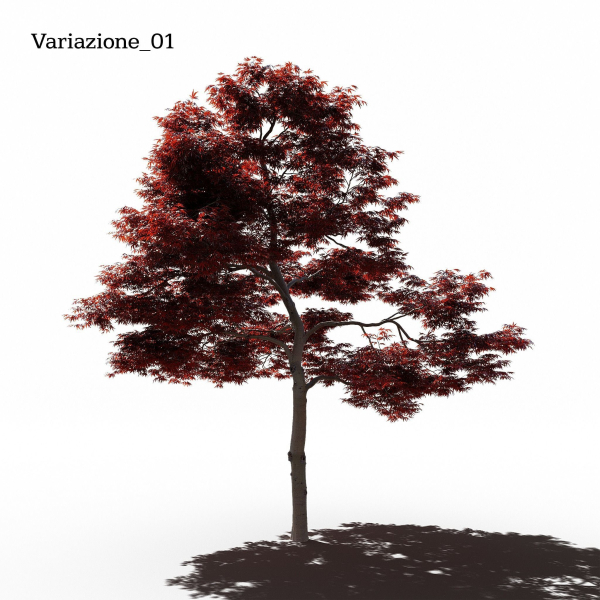 Japanese Maple Dissectum - Animated