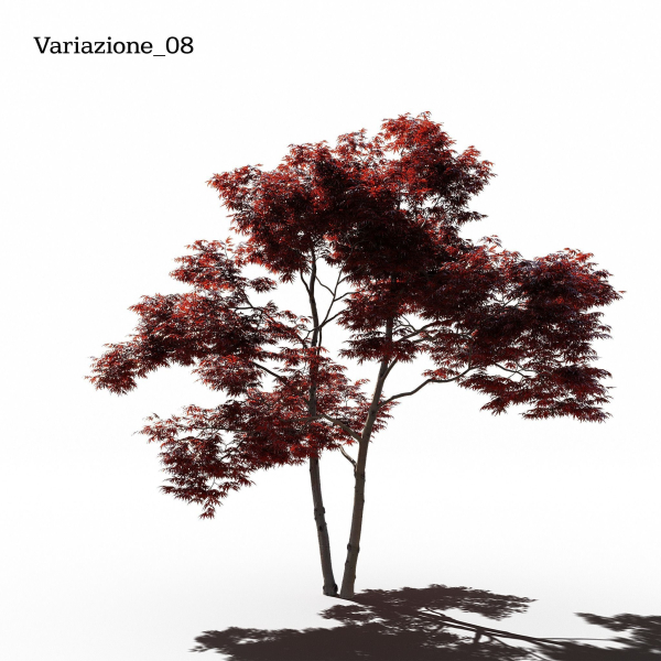 Japanese Maple Dissectum - Animated