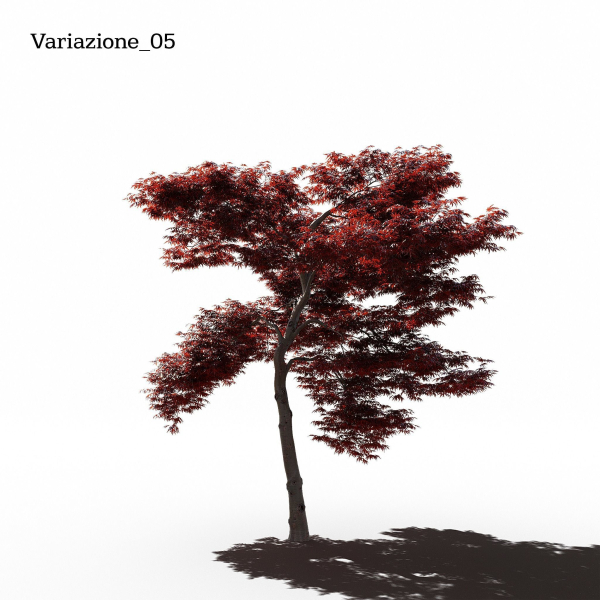 Japanese Maple Dissectum - Animated