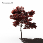 Japanese Maple Dissectum - Animated