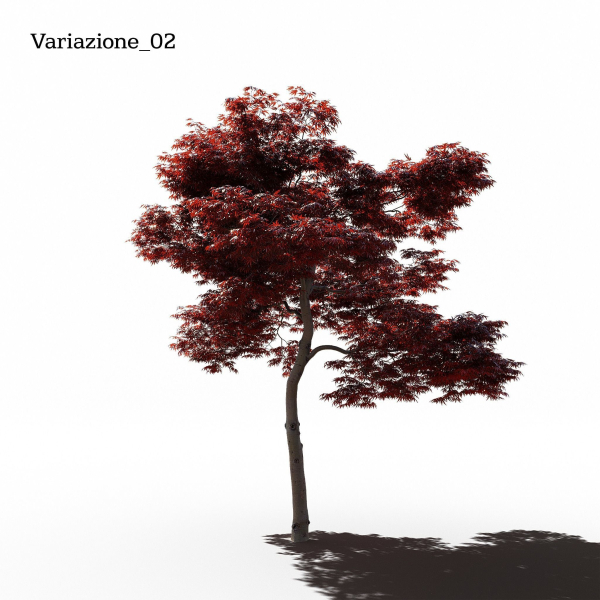 Japanese Maple Dissectum - Animated