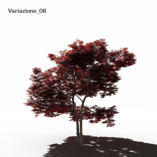 Japanese Maple Dissectum - Animated