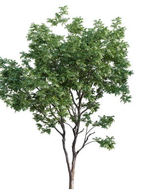 juglans-regia-common-walnut-3d-model