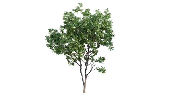 Juglans regia - Common walnut