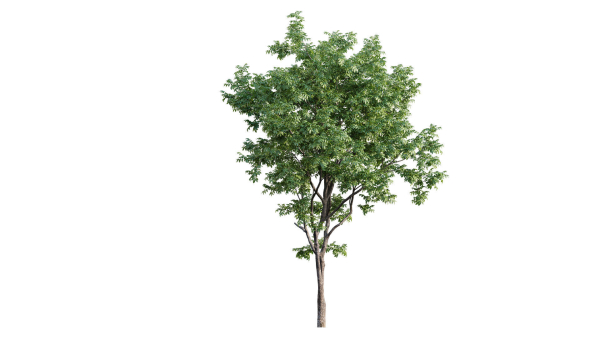 Juglans regia - Common walnut