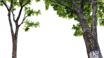 Juglans regia - Common walnut