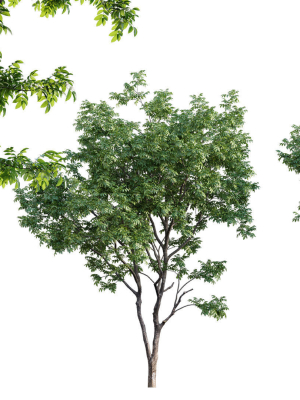 Juglans regia - Common walnut