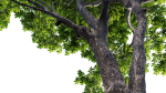 Juglans regia - Common walnut