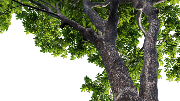 Juglans regia - Common walnut