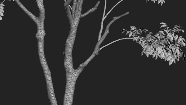 Juglans regia - Common walnut