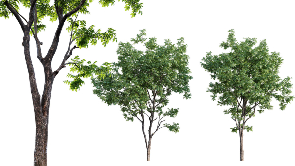 Juglans regia - Common walnut
