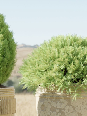 juniper-cypress-collection-vol-114-blender-3d-model-10db2ef5c7