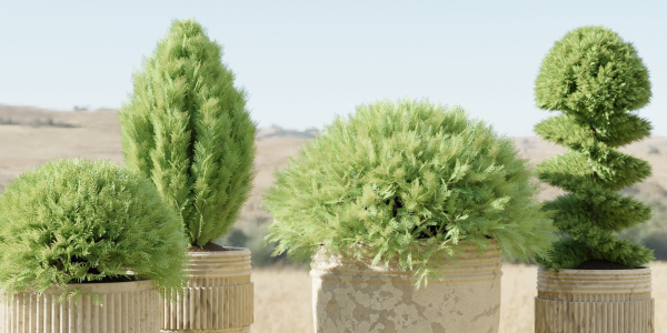 juniper cypress collection vol 114-Blender