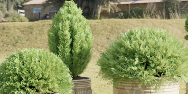 juniper cypress collection vol 114-Blender