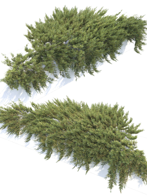 juniperus-creeping-02-3d-model-18cbd4a191