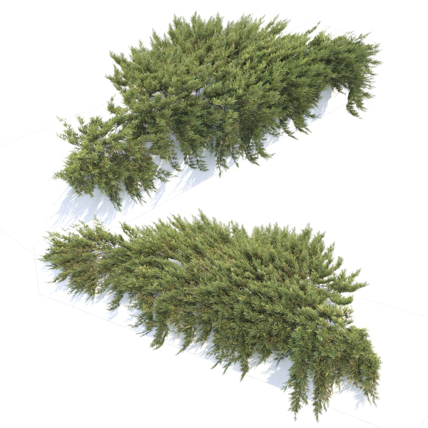 Juniperus Creeping  02