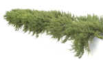 Juniperus Creeping  02