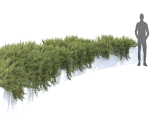 Juniperus Creeping  02