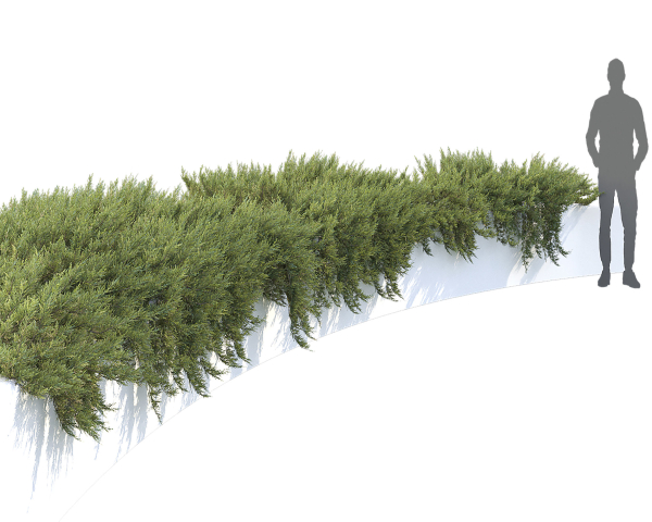 Juniperus Creeping  02