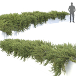 Juniperus Creeping  02