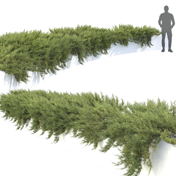 Juniperus Creeping  02