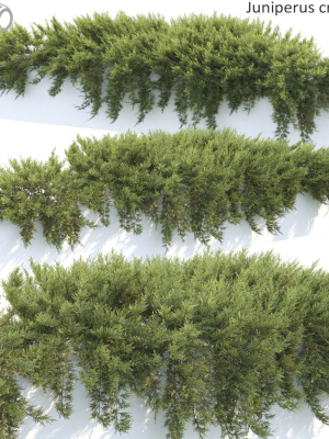 Juniperus Creeping  02