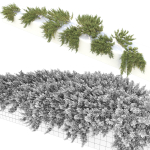 Juniperus Creeping  02