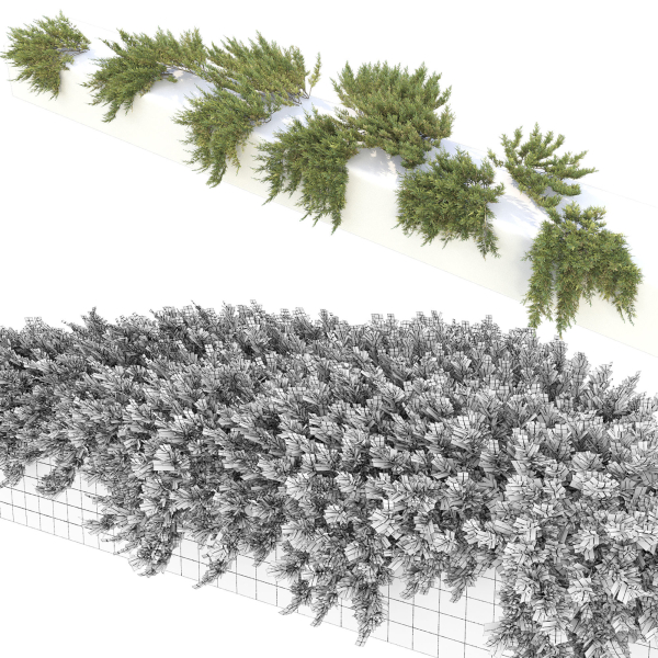 Juniperus Creeping  02