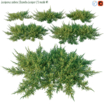 Juniperus sabina  Scandia juniper