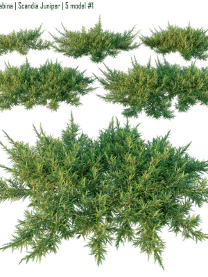 Juniperus sabina  Scandia juniper