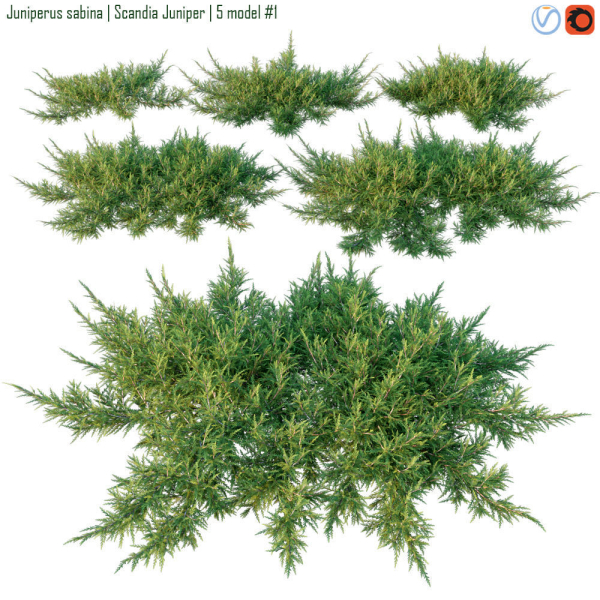 Juniperus sabina  Scandia juniper