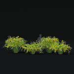 Kerria japonica flowering bush