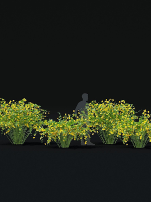 kerria-japonica-flowering-bush-3d-model-max-obj-fbx-mat
