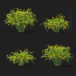Kerria japonica flowering bush
