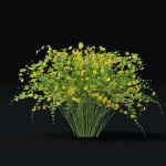 Kerria japonica flowering bush