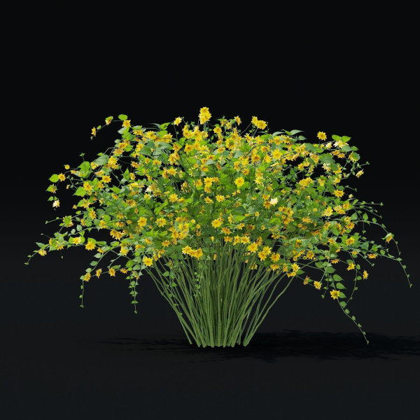 Kerria japonica flowering bush