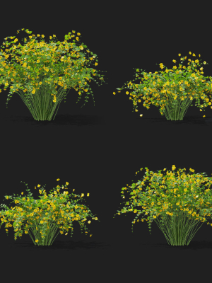Kerria japonica flowering bush