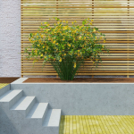 Kerria japonica flowering bush