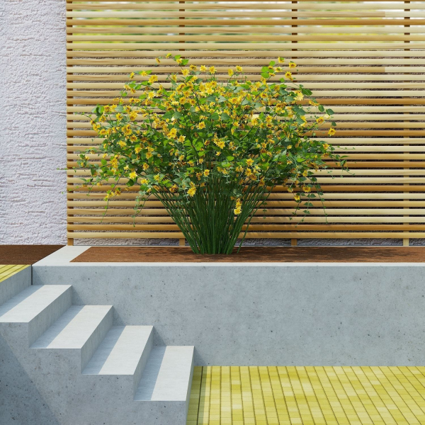 Kerria japonica flowering bush