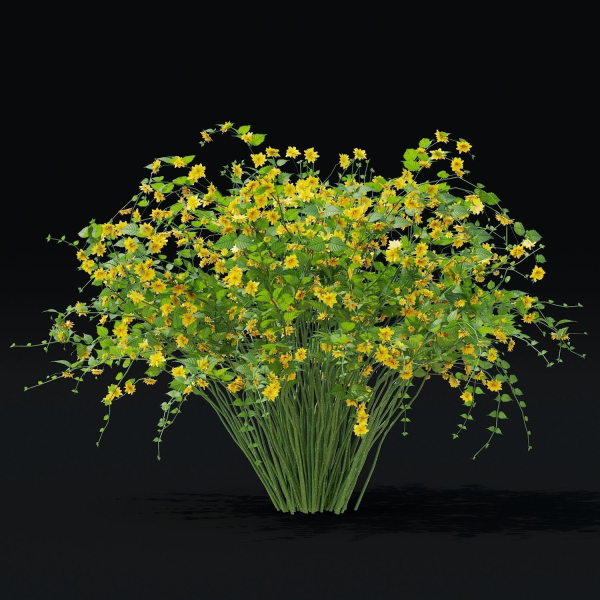 Kerria japonica flowering bush