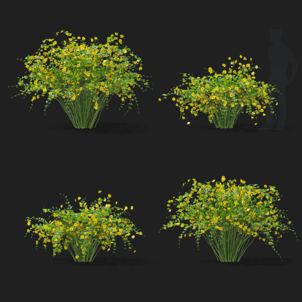 Kerria japonica flowering bush
