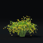 Kerria japonica flowering bush